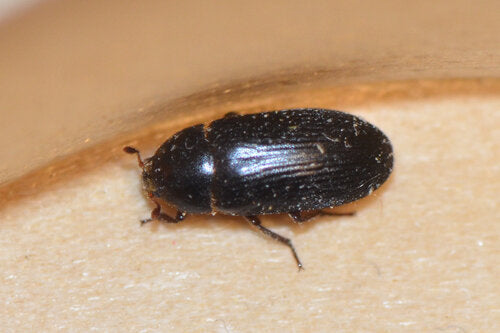 Dermestes Bicolore — Bild 4