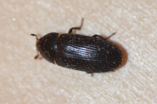 Dermestes Bicolore — Bild 3