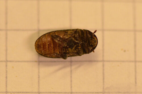 Dermestes Bicolore — Bild 2