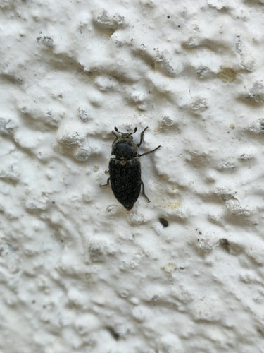 Dermestes Frischi — photo 2 sur 8