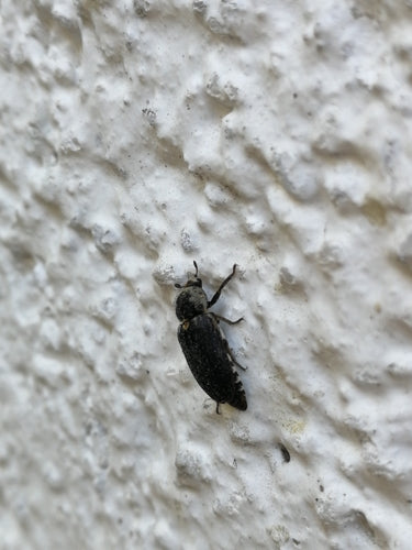 Dermestes Frischi — photo 1 sur 8