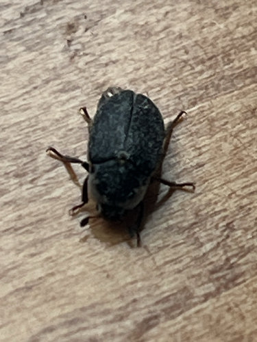 Dermestes Frischi — Bild 5
