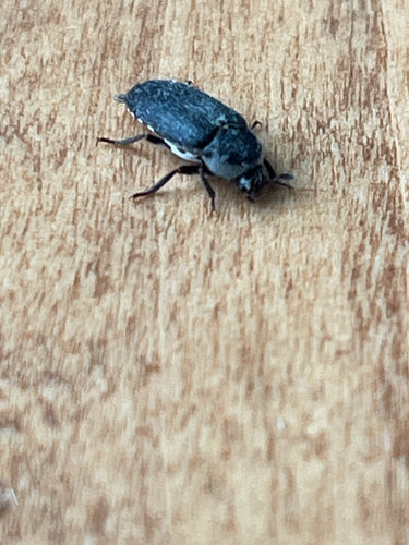 Dermestes Frischi — photo 5 sur 8