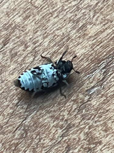 Dermestes Frischi — photo 3 sur 8