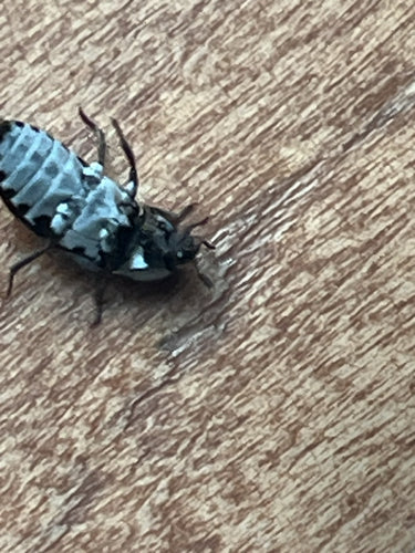 Dermestes Frischi — Bild 2