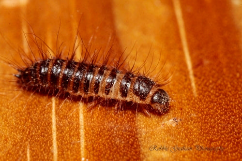 Dermestes hémorroïdaires — Bild 2