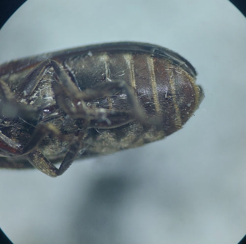 Dermestes hémorroïdaires — Bild 5