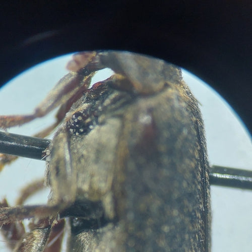Dermestes hémorroïdaires — Bild 4