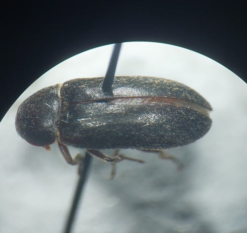 Dermestes hémorroïdaires — Bild 3