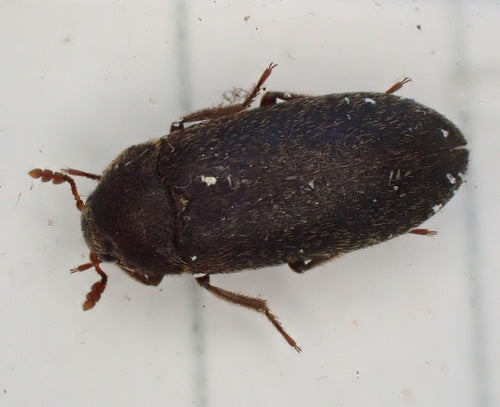 Dermestes hémorroïdaires — Bild 1