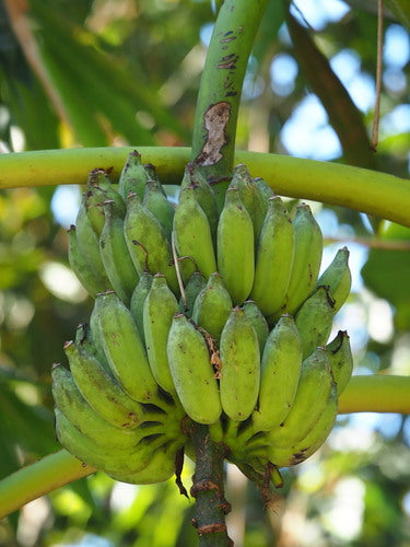 Banane dessert — Bild 5