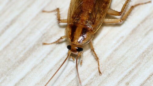 Deutsche Schabe - Bild 5