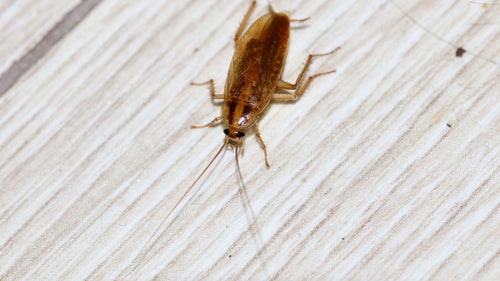 Deutsche Schabe - Bild 7