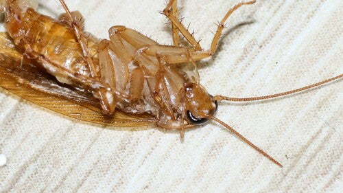 Deutsche Schabe - Bild 6