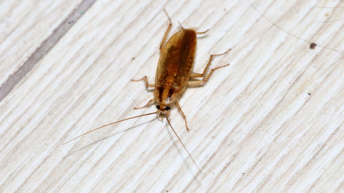 Deutsche Schabe - Bild 4