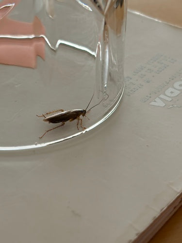 Deutsche Schabe - Bild 1