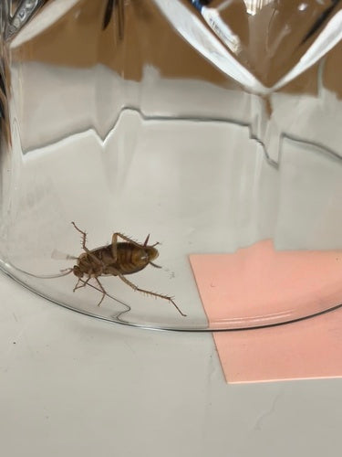 Deutsche Schabe - Bild 2