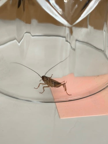 Blatte germanique — Bild 3