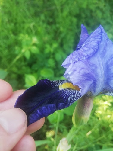 Iris allemand — Bild 2