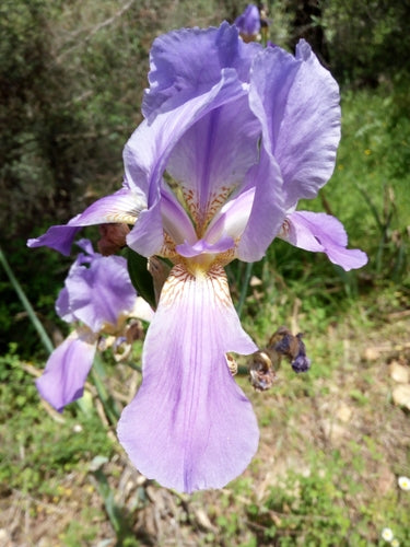 Iris allemand — Bild 5