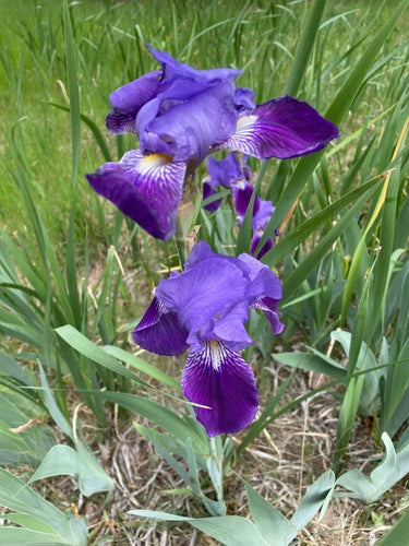 Iris allemand — Bild 4