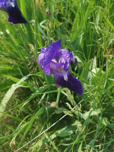 Iris allemand — Bild 3