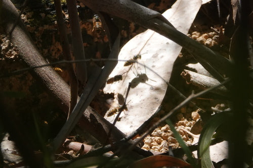 Guêpe allemande — Bild 5