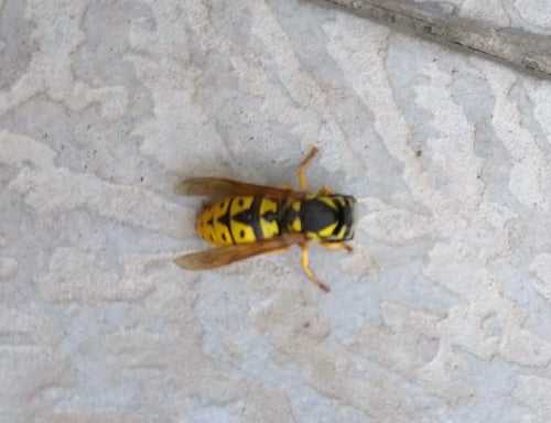 Naturaufnahme - Bild 1