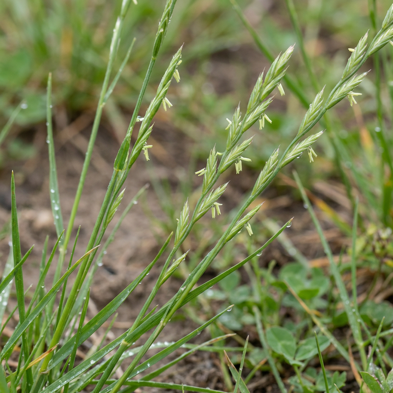 Ray-grass vivace