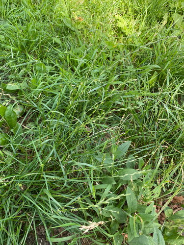 Ray-grass vivace — Bild 4