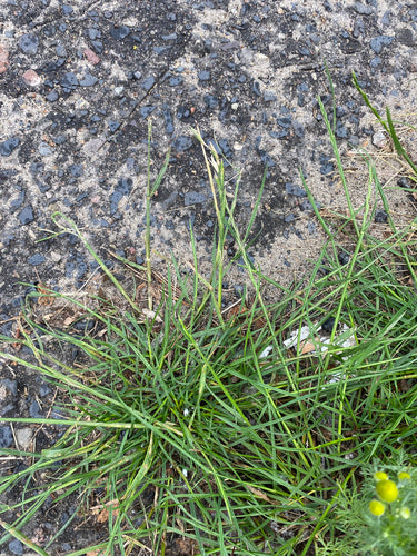 Ray-grass vivace — Bild 2