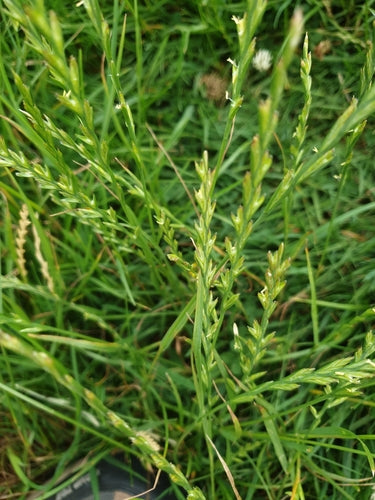 Ray-grass vivace — Bild 3