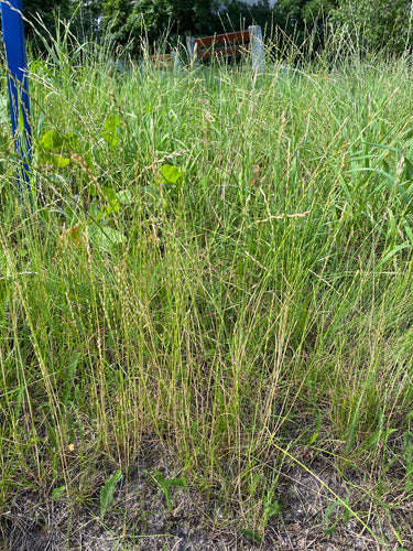 Ray-grass vivace — Bild 5