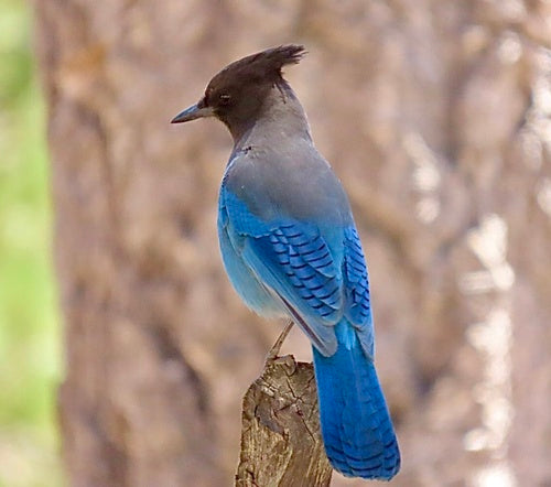 Geai diadème — Bild 5