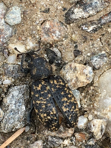 Charançon à bouche noire — Bild 4