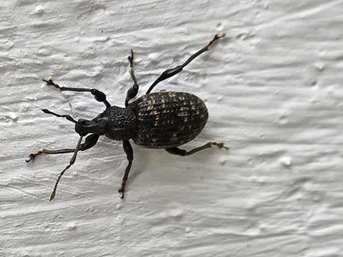 Charançon à bouche noire — Bild 3