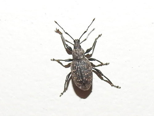 Charançon à bouche noire — Bild 2