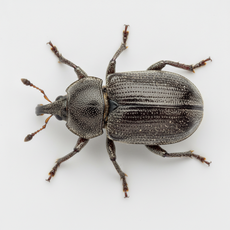 charançon de la vigne