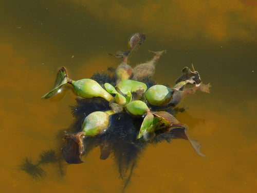 Jacinthe d'eau à tige épaisse — photo 3 sur 8