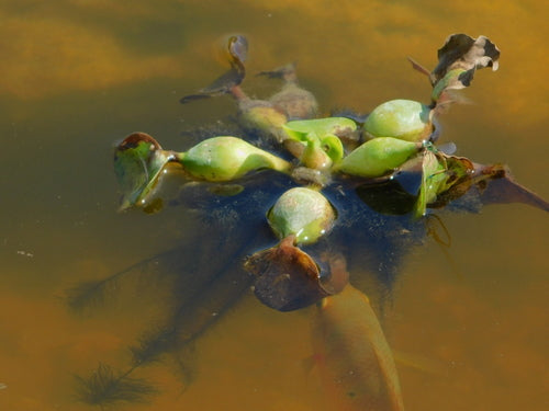 Jacinthe d'eau à tige épaisse — photo 2 sur 8