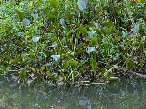 Jacinthe d'eau à tige épaisse — photo 1 sur 8