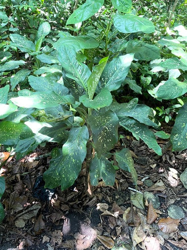 Dieffenbachia — Bild 5