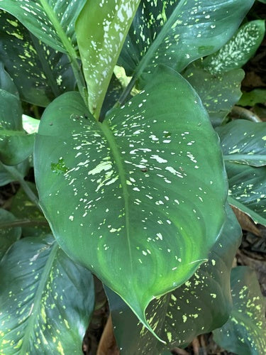 Dieffenbachia — Bild 4