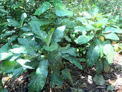Dieffenbachia — Bild 3