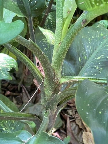 Dieffenbachia — Bild 2