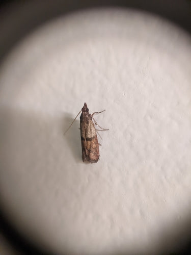 Dörrobstmotte - Bild 6