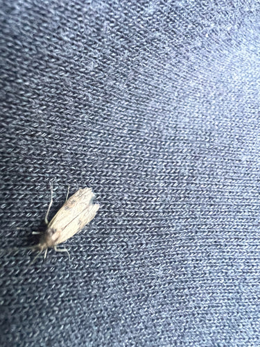 Dörrobstmotte - Bild 9