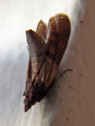 Dörrobstmotte - Bild 2