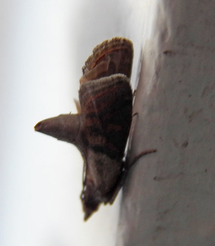 Dörrobstmotte - Bild 4