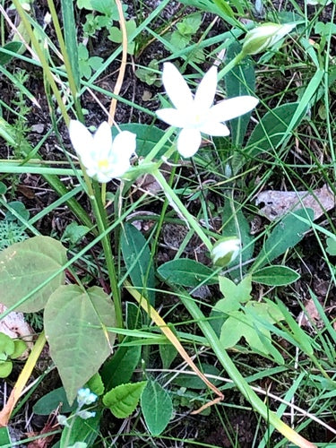 Étoile de lait Doldy — Bild 4